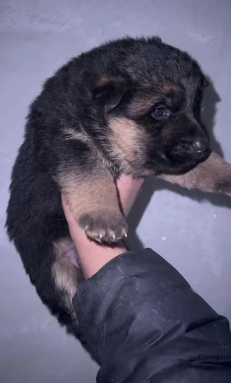 Продаются щенки Немецкой овчарки!