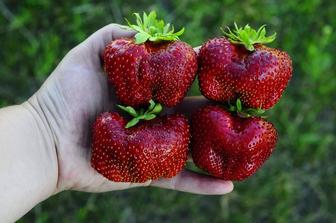 Рассада клубники оптом