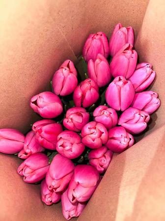 Сочные тюльпаны в Усть-Каменогорске