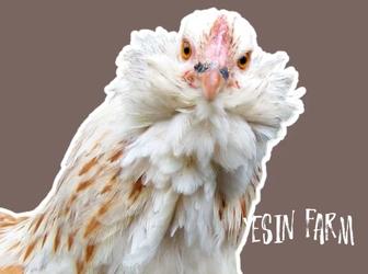 Инкубационные яйца породные куры из России под заказ, фермерские