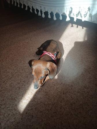 Продаю таксу