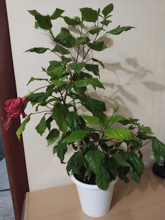 Продам цветущий гибискус