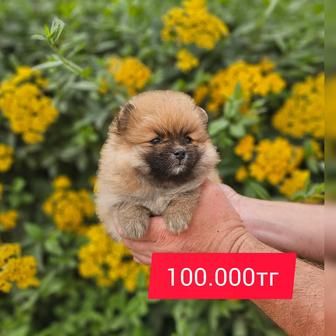 Лучшие шпицы в Asia Dog House