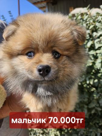 Лучшие шпицы в Asia Dog House