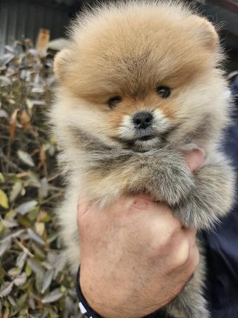 Лучшие шпицы в Asia Dog House