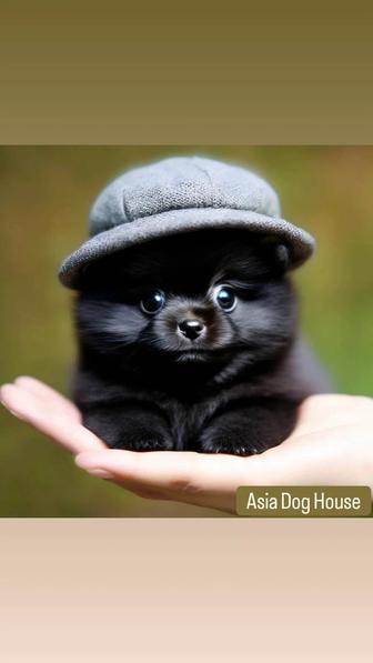 Лучшие шпицы в Asia Dog House