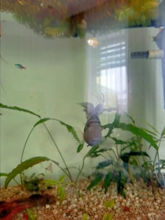 Рыбки сапфировый попугай