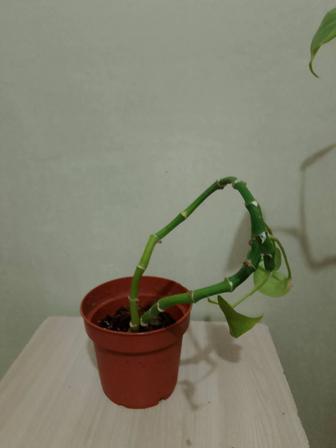 Цветок отростки монстеры 1000