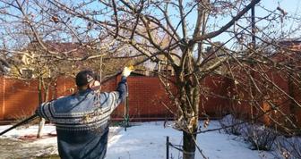 Весенняя Обрезка Плодовых Деревьев