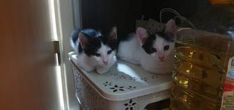 Коты