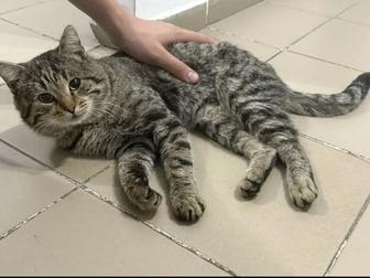 В поиске дома котик