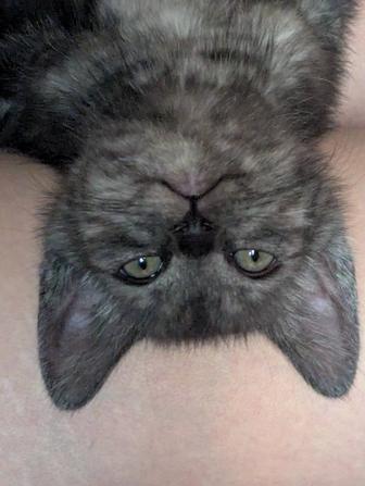 Котята в добрые руки (бесплатно)
