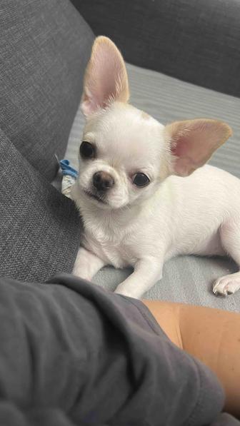 Щенок чихуахуа девочка 4 месяца