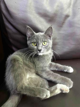 Котенок в добрые руки