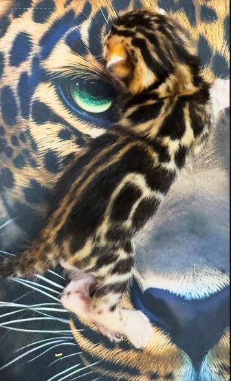 Бенгальские котята