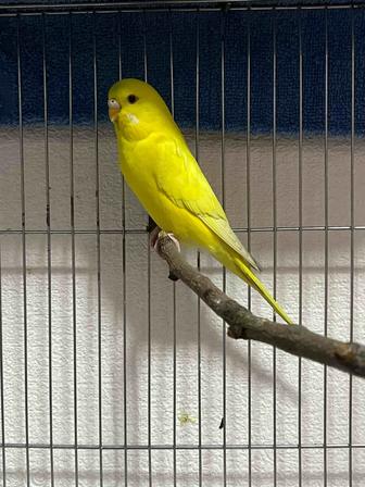 Срочно продаю попугая