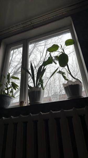 Пластиковые окна срочно Продам