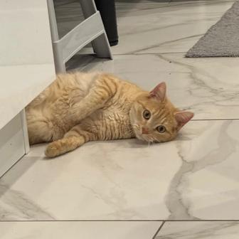 Отдаётся домашняя кошка, 4 года. Ласковая, спокойная, приучена к лотку. Ищ