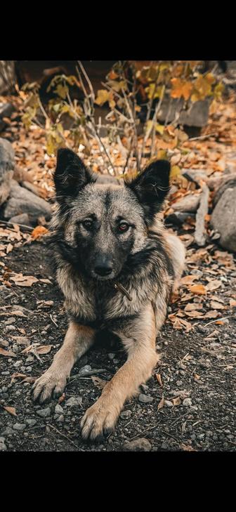 Отдам собаку в добрые руки