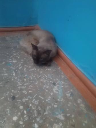 Кот Вася