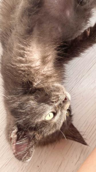 Отдам котенка