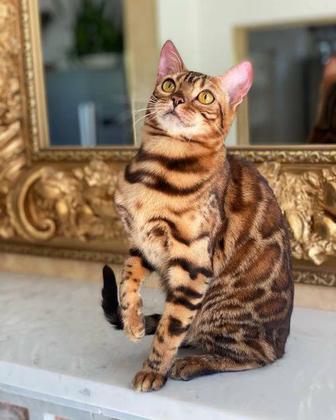 Бенгальский кот