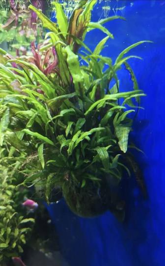 Аквариумные растения Криптокорина