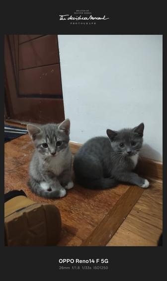 Отдам котят в добрые руки, к лотку приучены