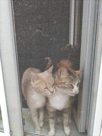 Отдам кошек в добрые руки