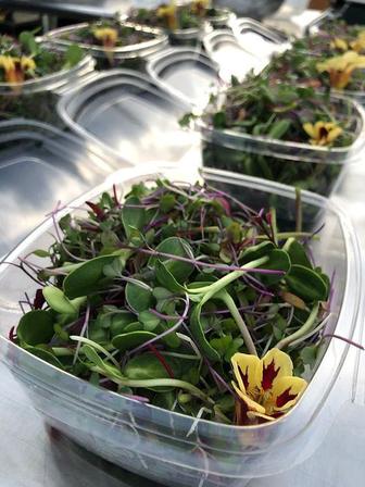 Микрозелень Алматы / Пищевые цветы / Лист Салаты