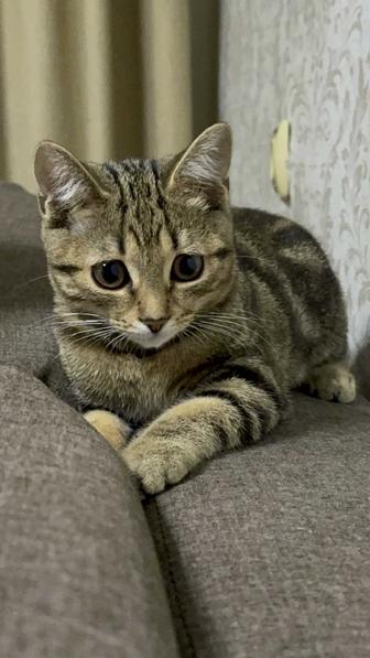 Отдам кота срочно в хорошие руки