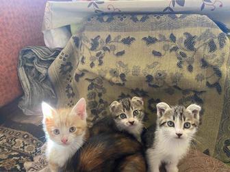 Бесплатно котята