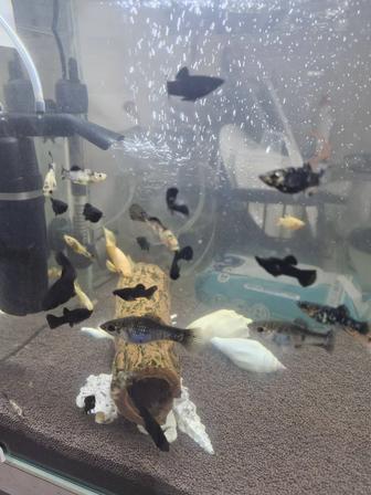 Продам рыбок моллинезия