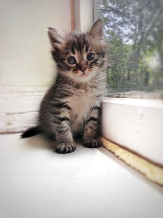 Котик в поисках дома