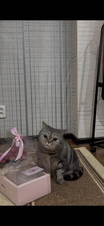 Отдам в добрые руки кошку