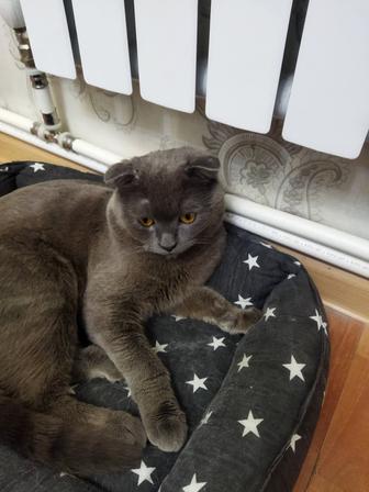 Породистый кот