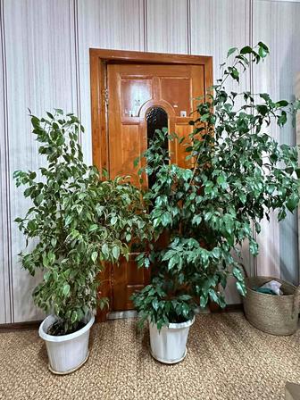 Фикус Бенджамина