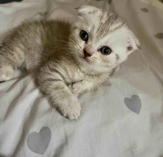 Продам котенка девочка, шотландская вислоухая