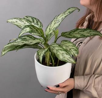 Агдонема Сильвер Квин