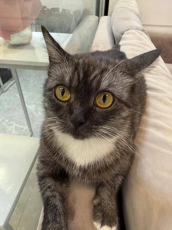 Кошечка Мишель ищет заботливую семью