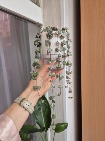 Церопегия ампельное растение