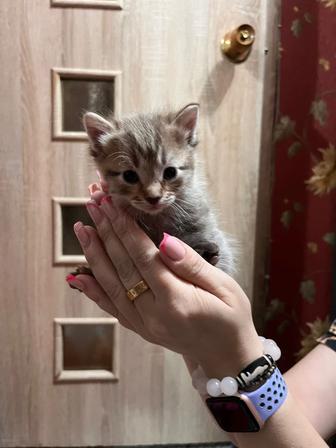 Котята