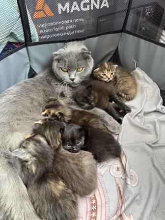 Продам котят вислоухие