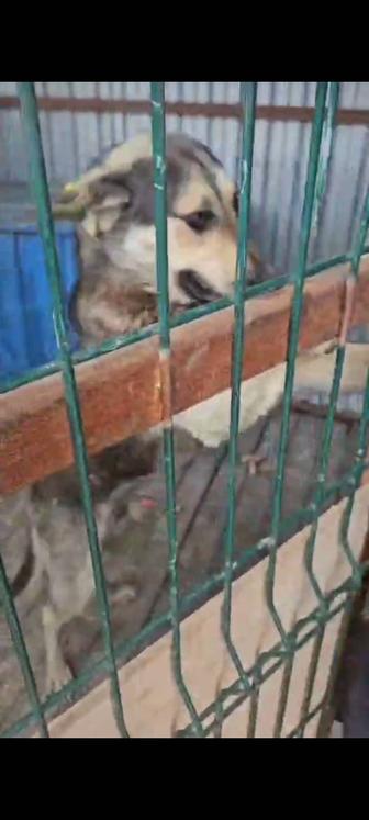 Всем этим собакам срочно нужен дом