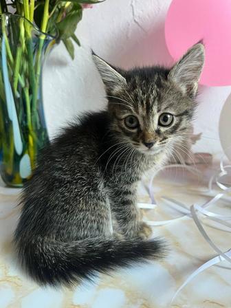Чудесный котенок