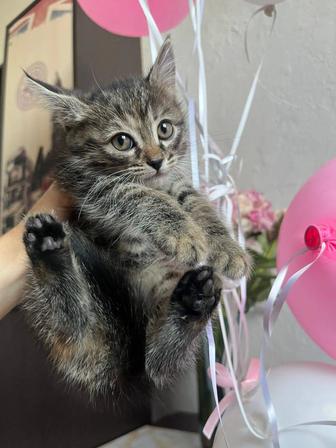 Чудесный котенок