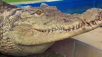 Продам крокодила. С документами. Только знающим, опытным владельцам.