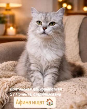 Молодая красивая кошка ищет дом