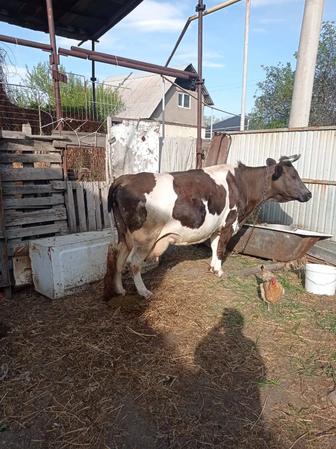 Продам корову