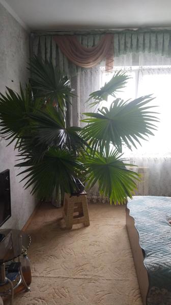 Продам домашний растение пальма